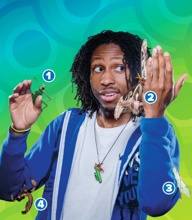 Diagram of a person holding many different insects