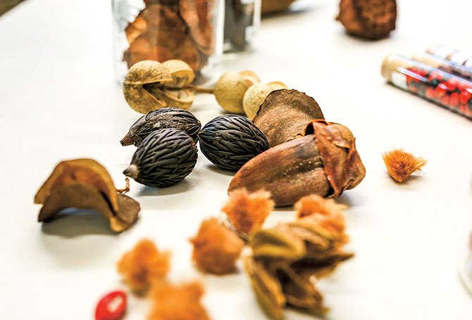 Several different types of seeds with varying sizes, shapes, and colors.