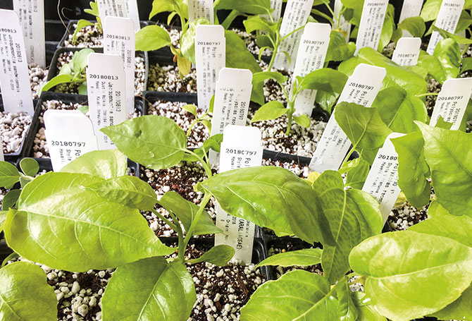 Seedlings sprouting in a nursery.