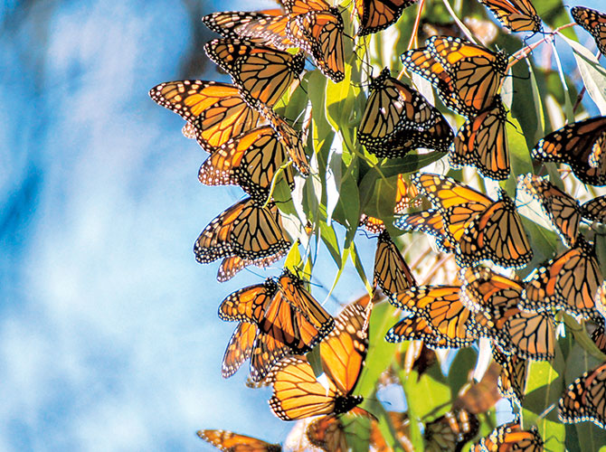 Many monarch butterflies on a tree.