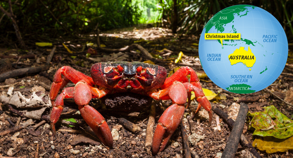 Crab next to an illustration of the world map