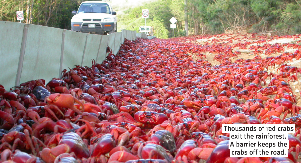 An incredible amount of crabs by the side of a road