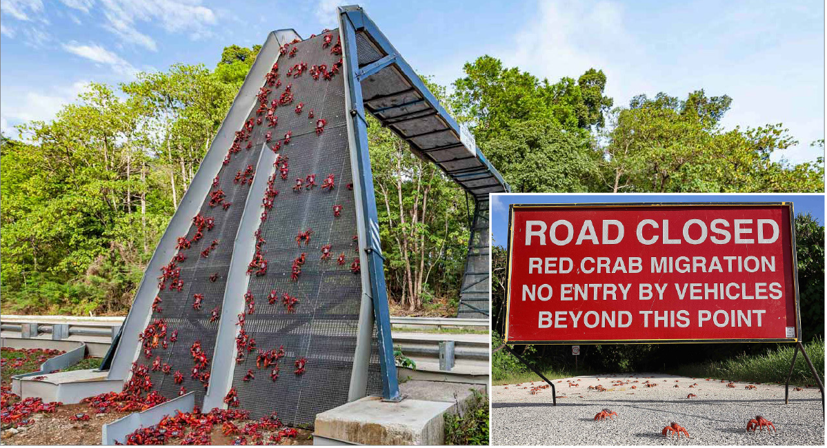 Bridge with crabs crossing. Sign saying Road Closed due to crab migration