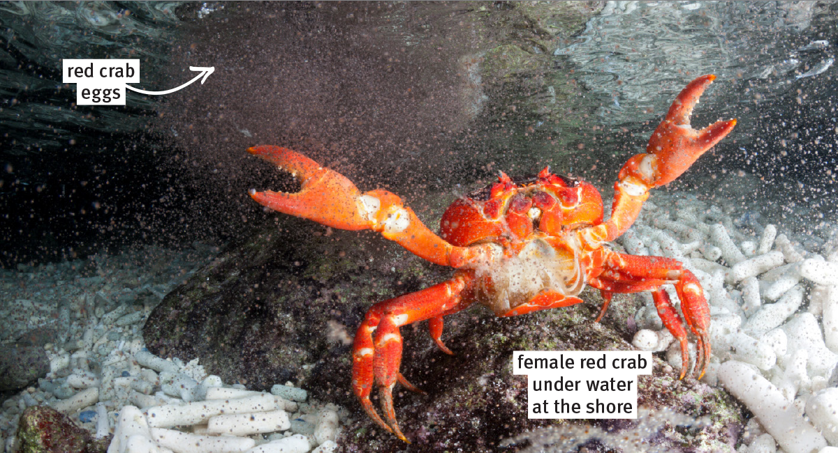 Crab defending her eggs