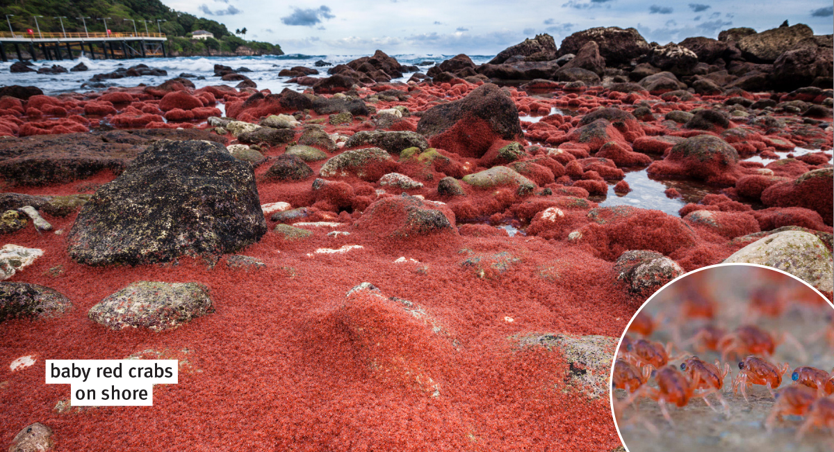 Hordes of baby crabs on rocks