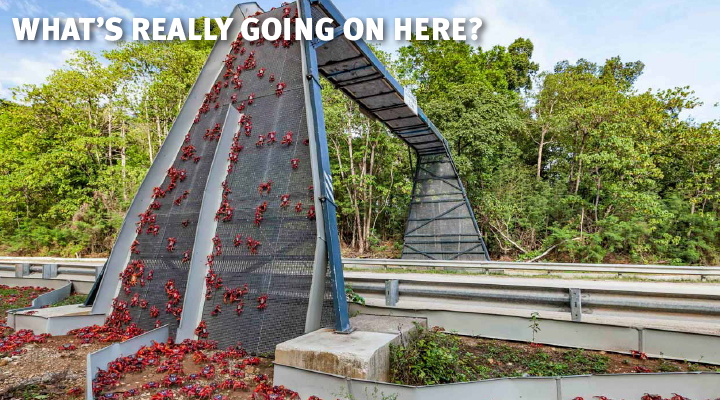 Bridge with crabs crossing. Text Reads: What&apos;s Really Going On Here?