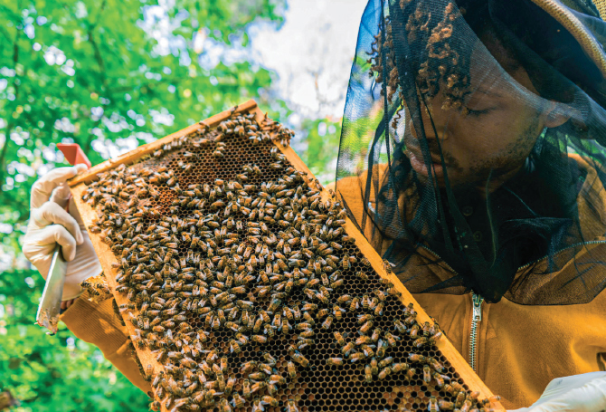 Enlargeable image of a beekeeper holding a colony of bees in a bee box