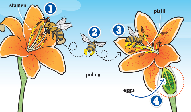 Illustrated diagram of a bee pollinating two different flowers