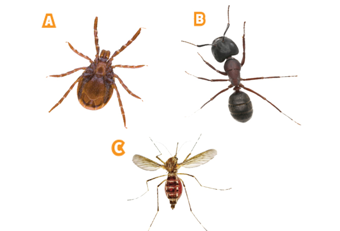 Enlargeable image of three different types of insects
