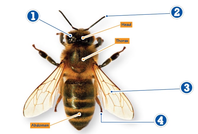 Enlargeable diagram of the different parts of a bee