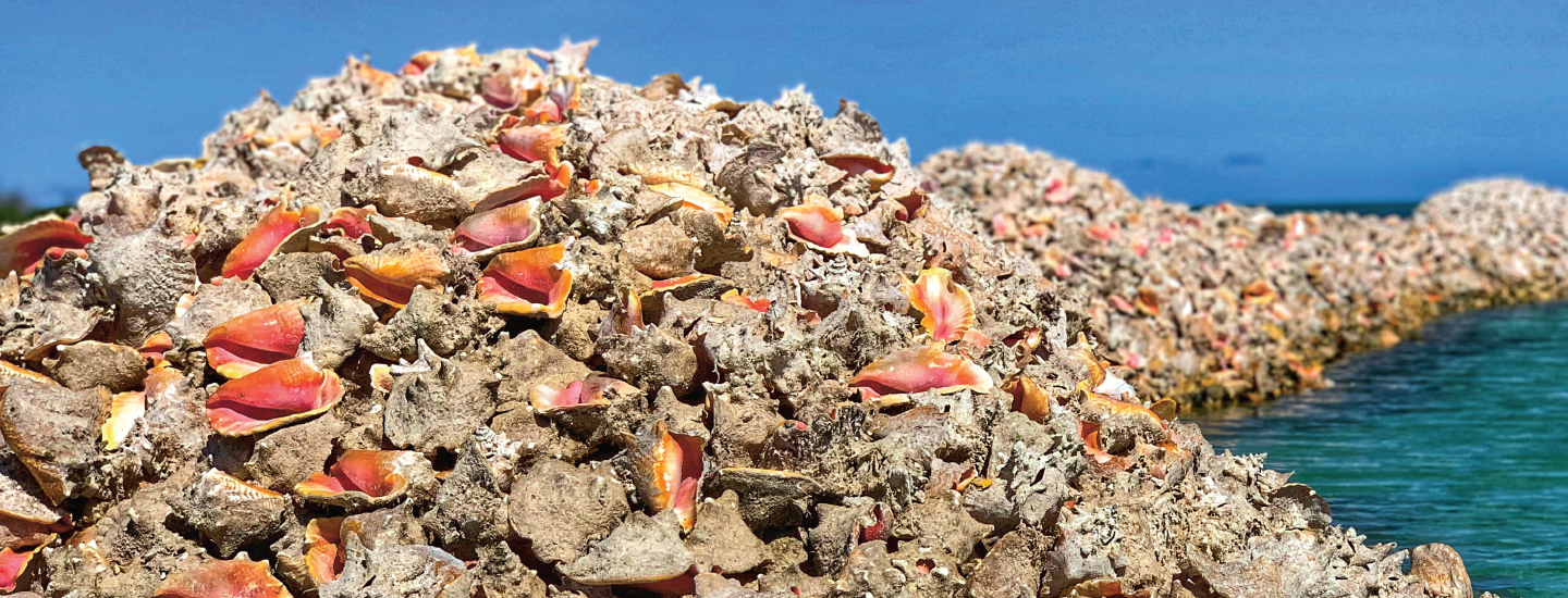 Shell Shock! Life Science Article for Students | Scholastic ...