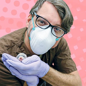 Photo of a scientist holding a baby ferret clone