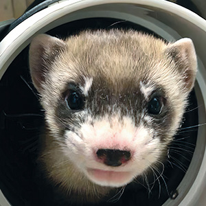 Photo of a ferret