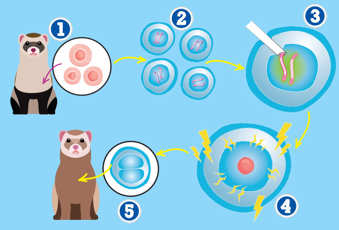 Illustration showing the cloning cycle of a ferret