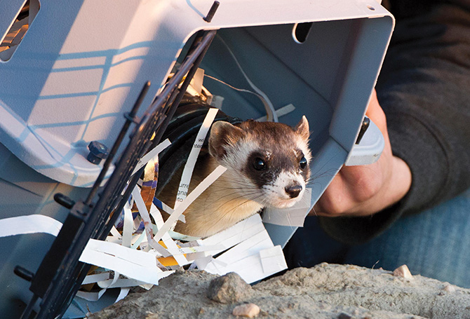 Photo of a ferret being released into the wild