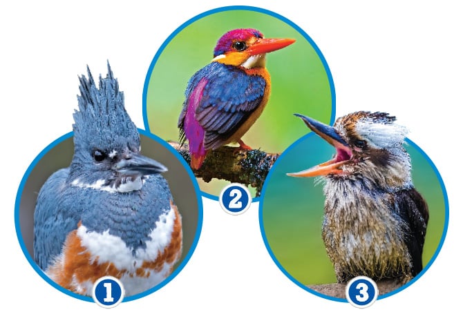 Image showing three different types of birds