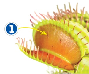 The Venus Flytrap's Lethal Allure, Science