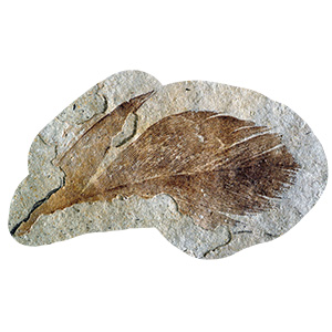 Image of fossilized feathers