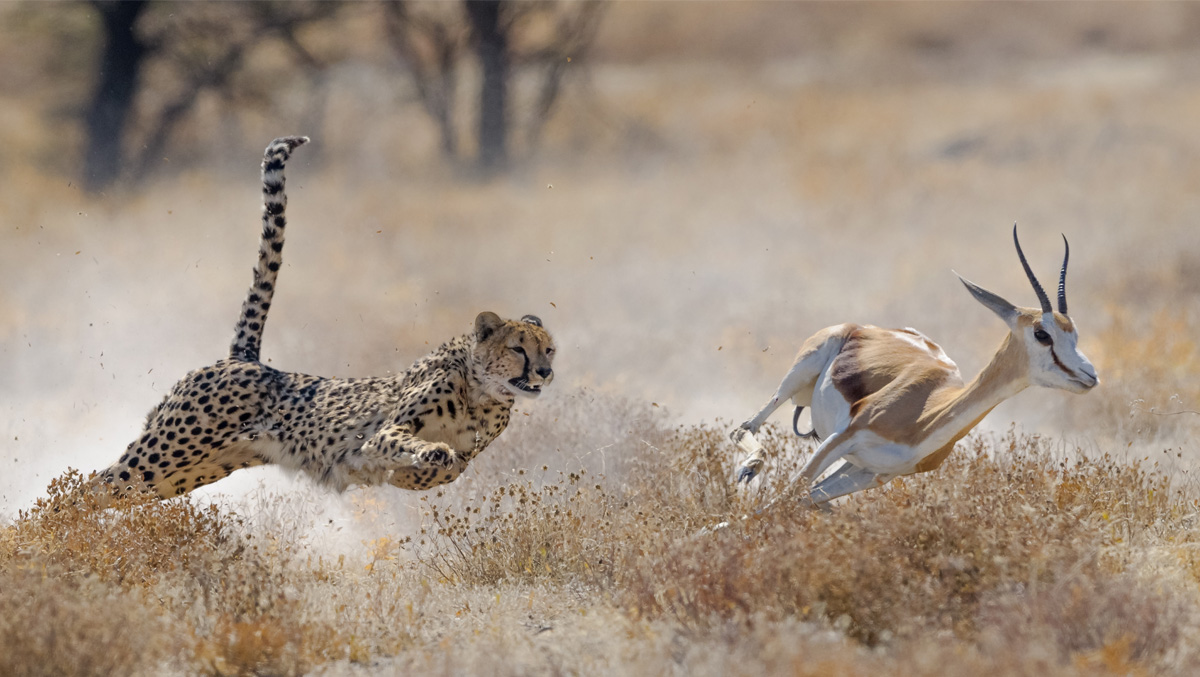 Photo of a cheetah chasing after a gazelle