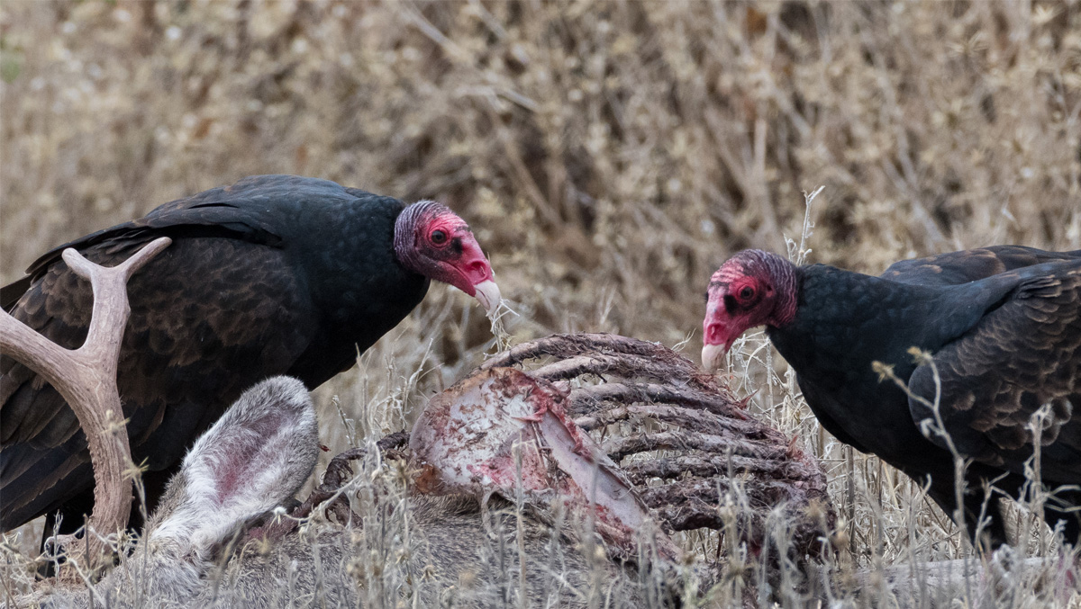 Photo of two vultures feasting on a carcass