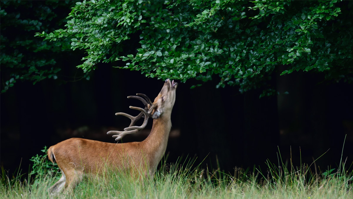 Image of a deer eating leaves from a tree