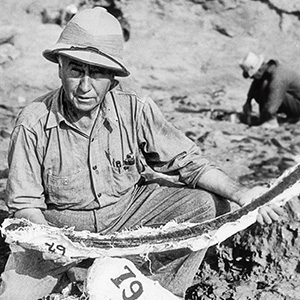 Black & white photo of a dinosaur bone collector holding a long fossil