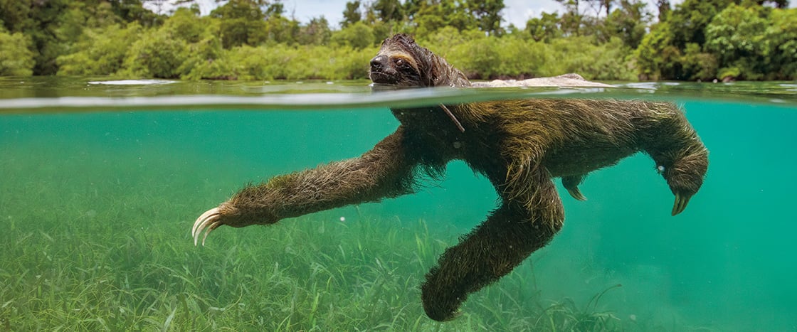 Photo of a sloth swimming with half of its body submerged underwater