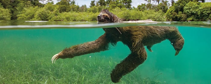 Surprise! Sloths Can Swim! | Physical Science Article for Students ...