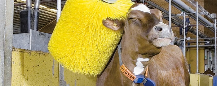 Image of a cow being cleaned