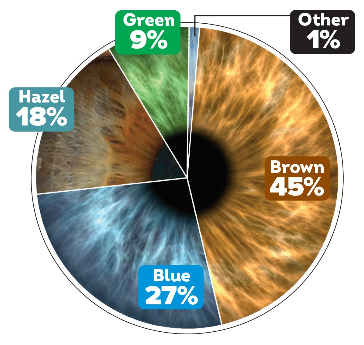 Pie chart in image of an eye showing the percent of each eye color types