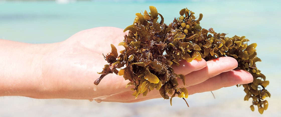 Photo of a hand holding seaweed