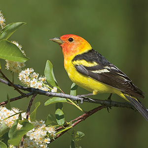 Photo of a red, orange, yellow and black bird on branch