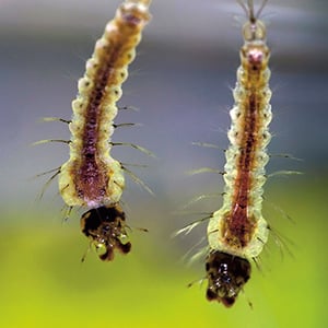 Close-up image of mosquito larvae