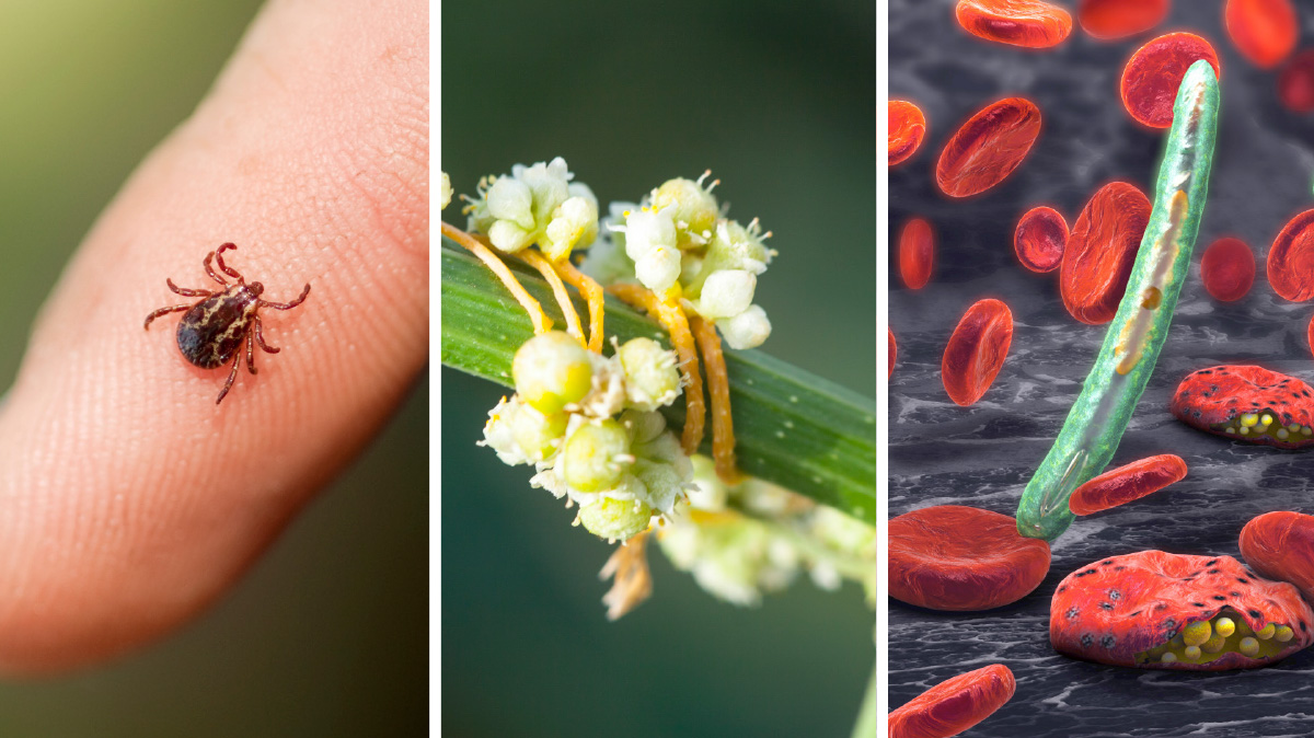 Image of a tick, plant, and then microscopic image of infected red blood cells