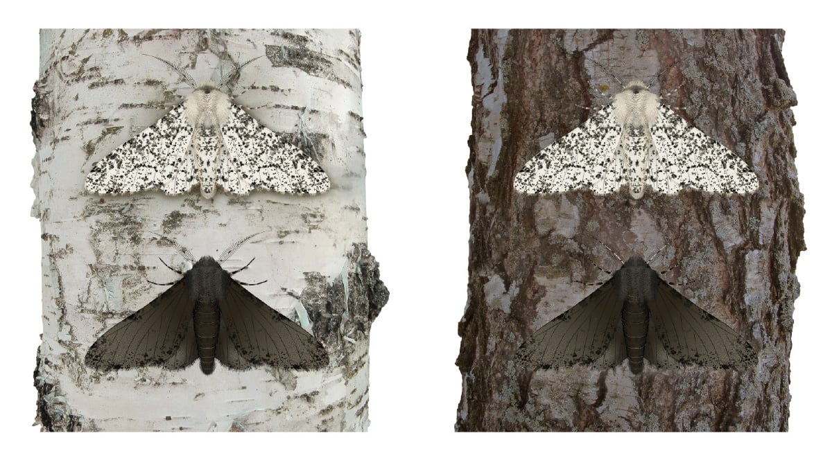 Two images, one of white and black moth on white tree and white & black moth on brown tree