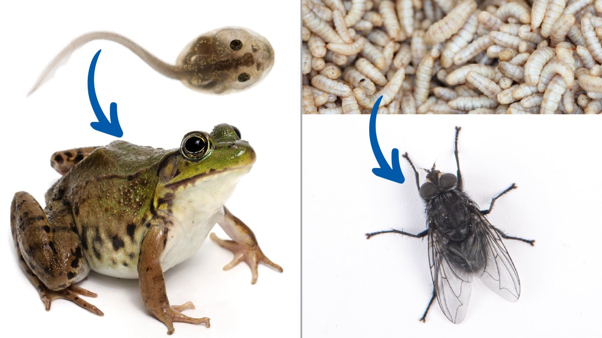 Image of a frog & tadpole, and a fly with larvae 