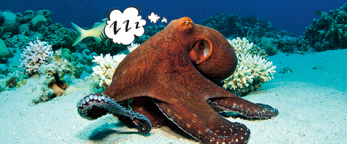 Image of an octopus sleeping underwater