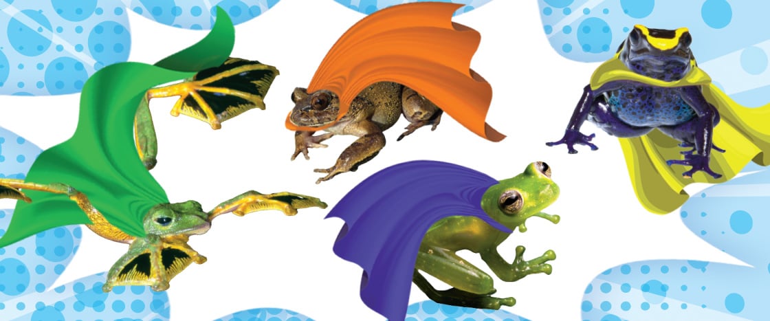 Image of four different frogs wearing superhero capes