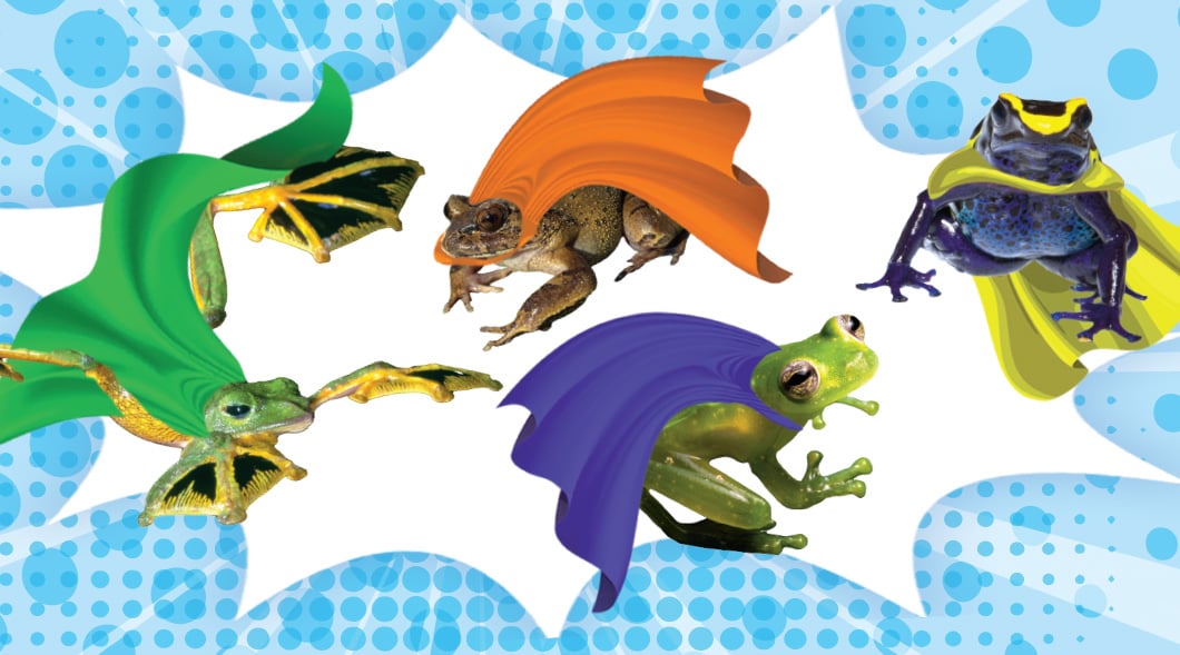 Image of four different frogs wearing superhero capes