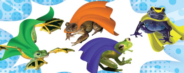 Image of four different frogs wearing superhero capes