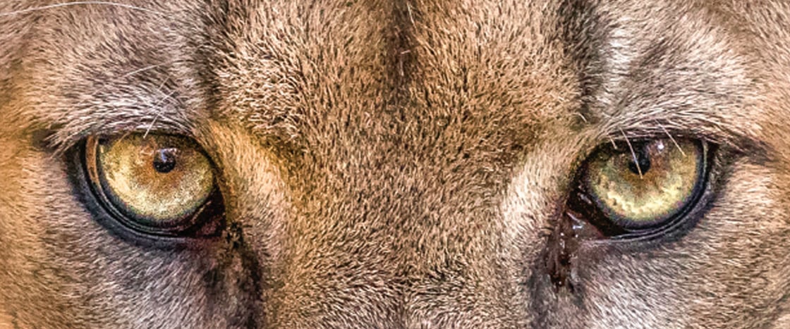 Image of a cougar&apos;s eyes