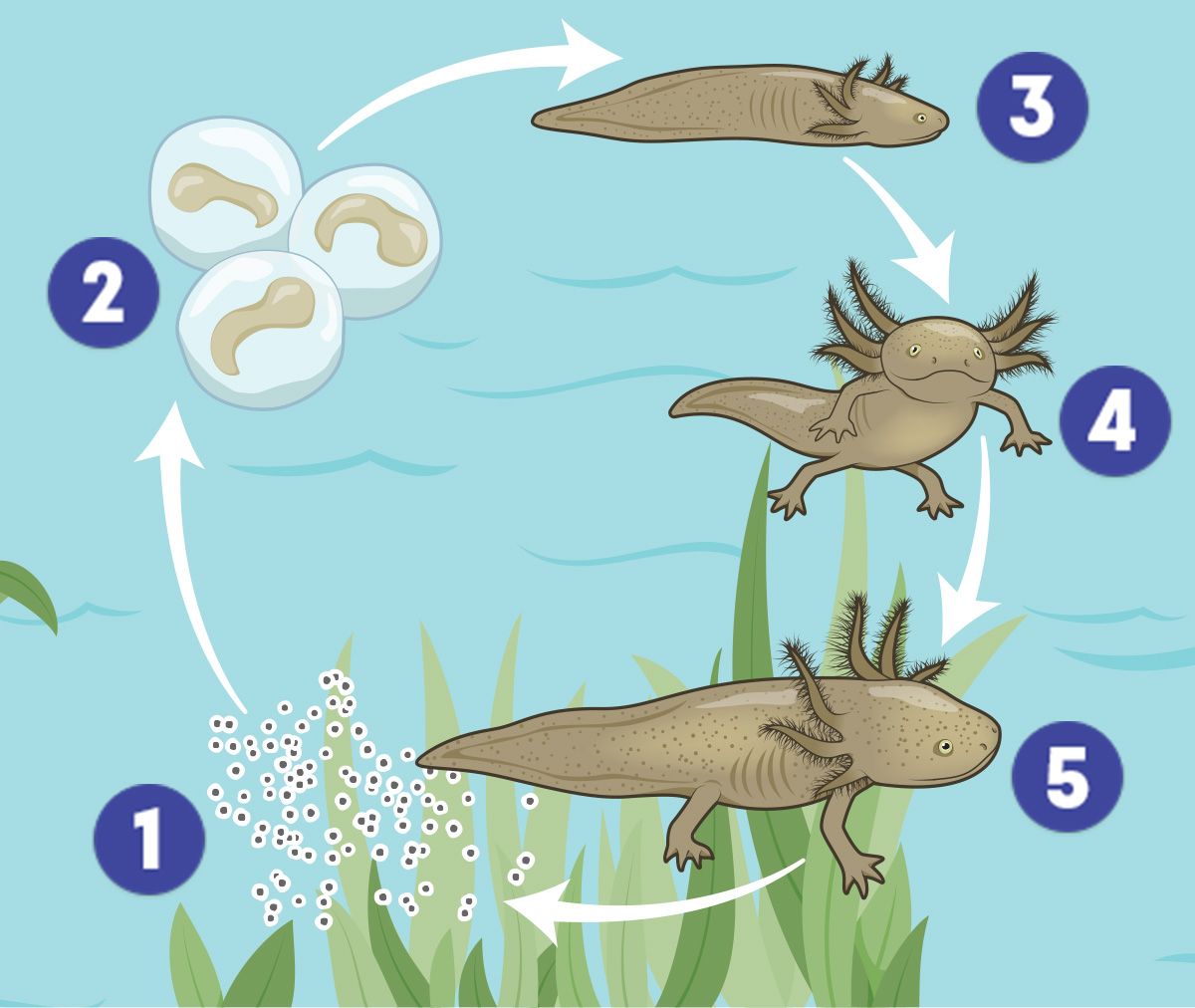 Axolotl Birth And Life Cycle