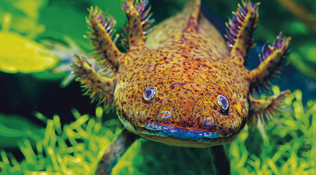 Image of an axolotl underwater