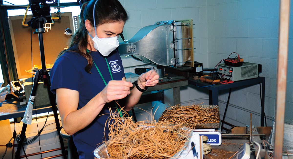 Photo of scientists analyzing parts of a tree in a lab