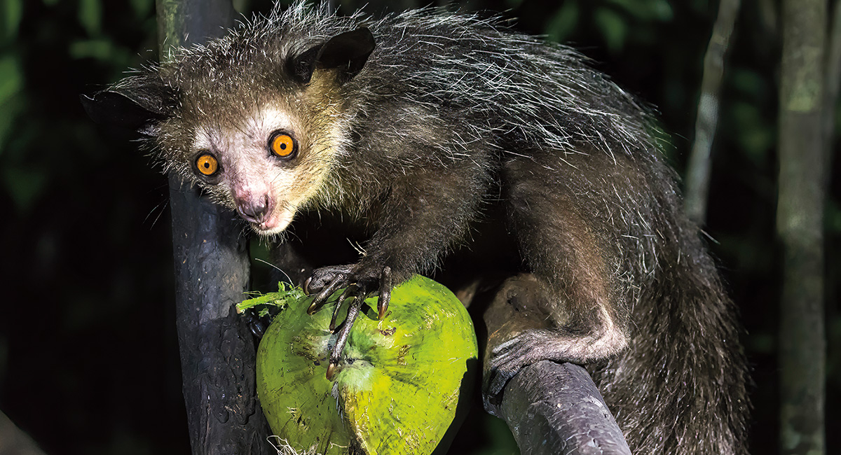 Image of a lemur with bright orange eyes