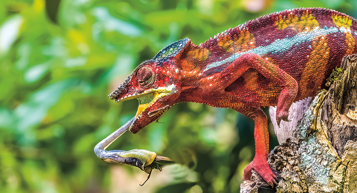 Image of a colorful chameleon catching an insect with its long tongue