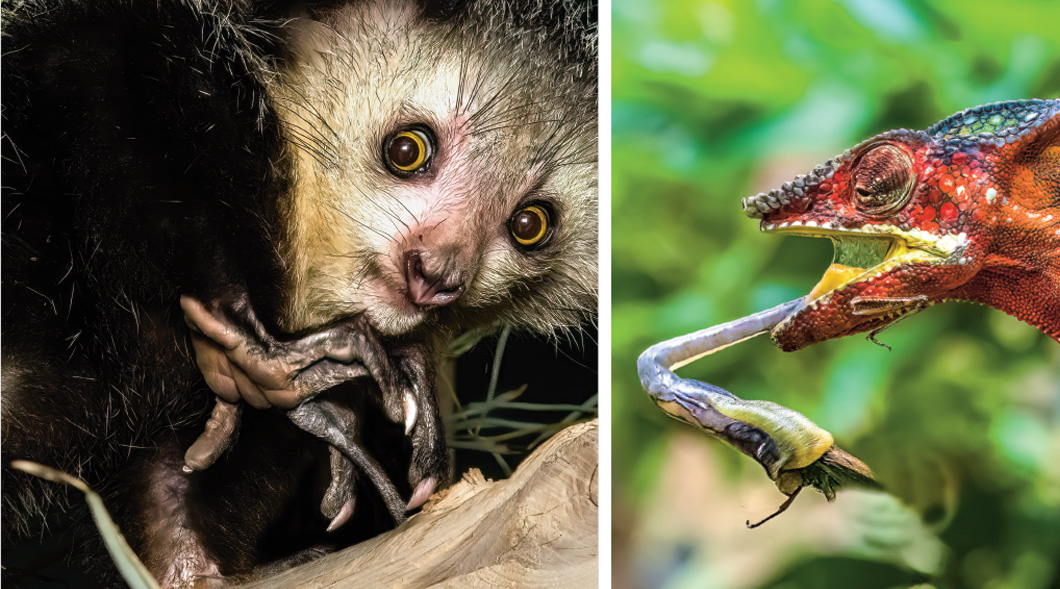 Two images: a lemur and the other of a chameleon catching an insect with its long tongue