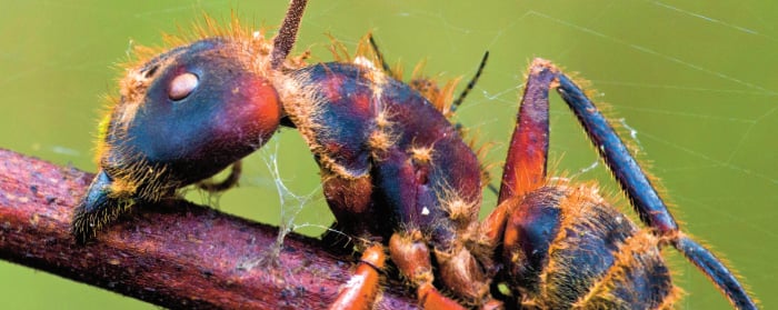 Image of an ant being controlled by a host parasite fungus