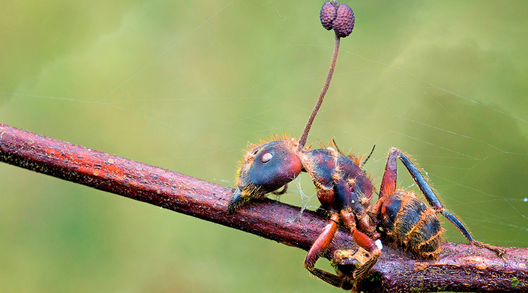 Image of an ant being controlled by a host parasite fungus