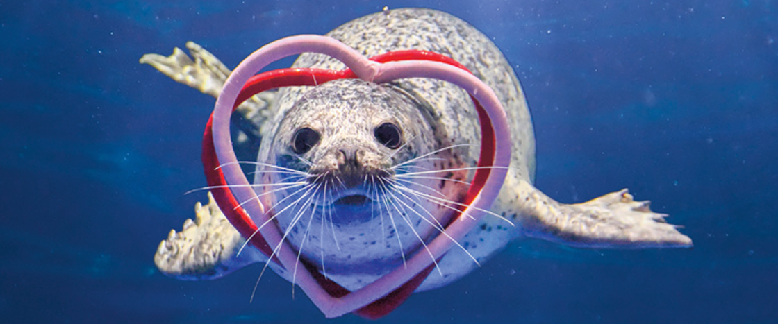 Image of seal swimming underwater with two heart rings around its head